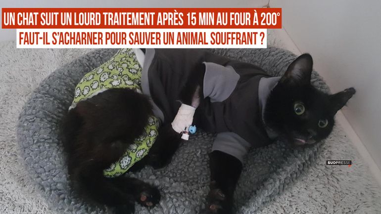 Sylvie Il Faut L Euthanasier Parce Que Moralement Ca N Ira Plus