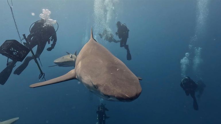 En Floride, les chercheurs veulent redorer l&apos;image du requin