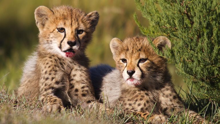 Voici Notre Top 5 Des Bebes Animaux Les Plus Mignons