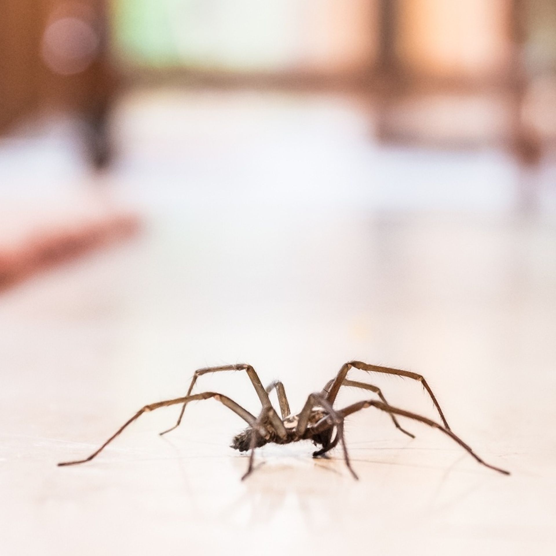 Nos araignées sont en danger et ce n'est pas une bonne nouvelle