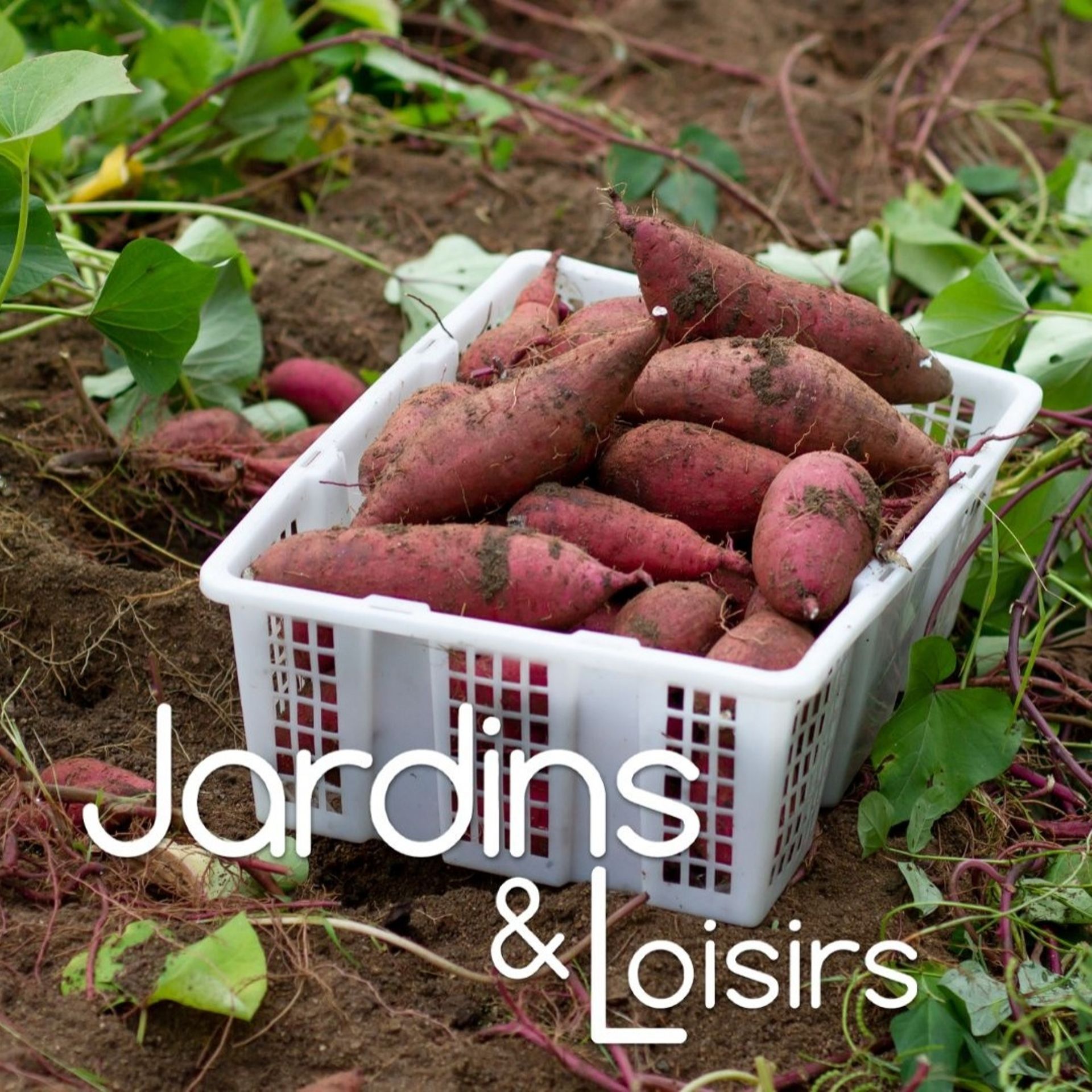 Tout savoir sur la patate douce - Jardinet - Équipez votre jardin