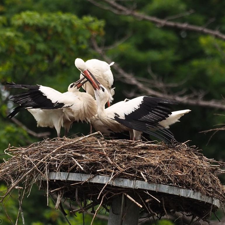 Oiseaux migrateurs et dérèglement climatique : une question d'apprentissage  mais aussi de sélection naturelle 