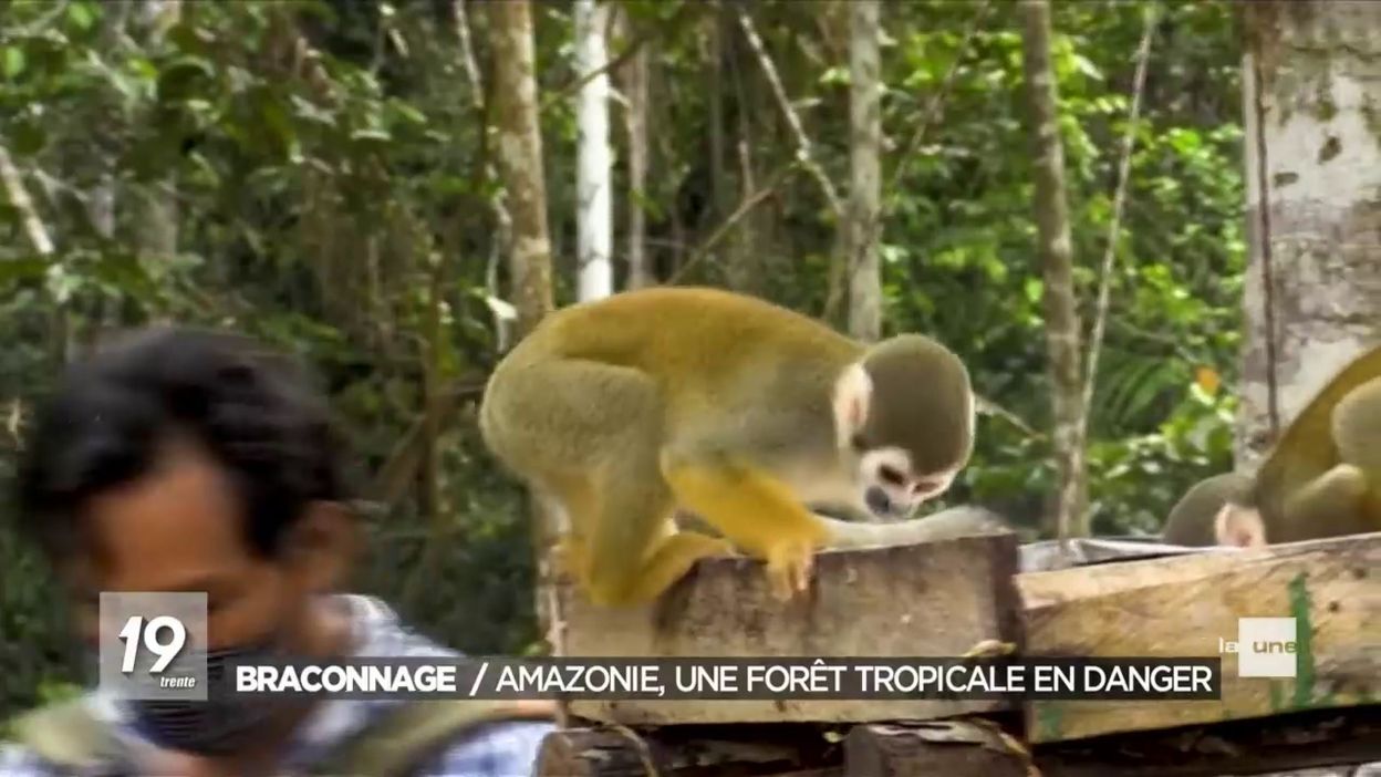 Amazonie : mobilisation et protection des singes