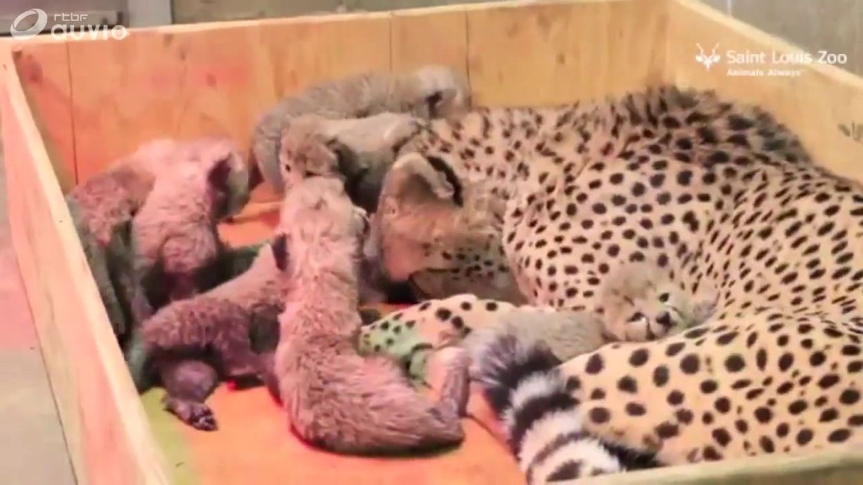 Usa Naissance Insolite De Huit Bebes Guepards Usa Naissance Insolite De Huit Bebes Guepards