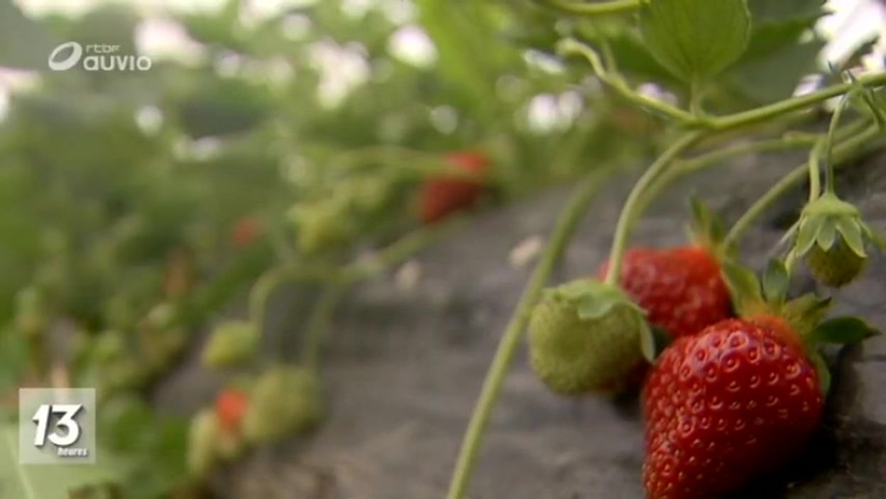 Namur Le Gel Ravage Une Partie Des Fraisiers De Wepion A Boninne