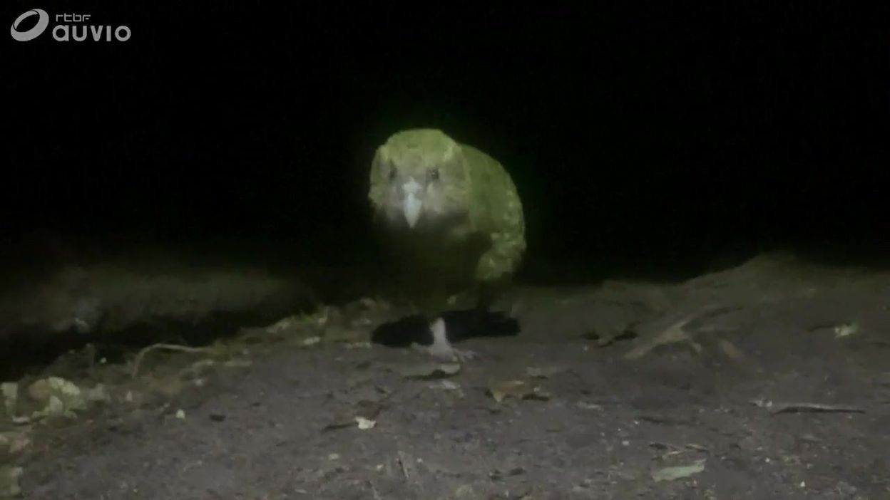 Arthur Le Perroquet Decouvertes Le Kakapo Plus Gros Perroquet Du Monde Profite Du Rechauffement