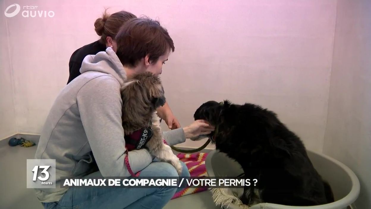 Bien-être animal : un permis pour détenir un animal de compagnie
