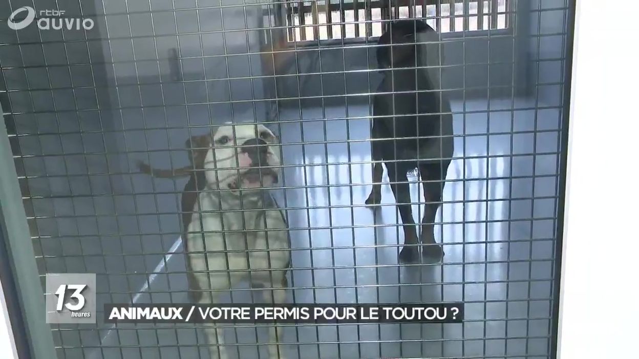 Nouveau Règlement Sur La Protection Animale En Wallonie Jt 13h 01012019