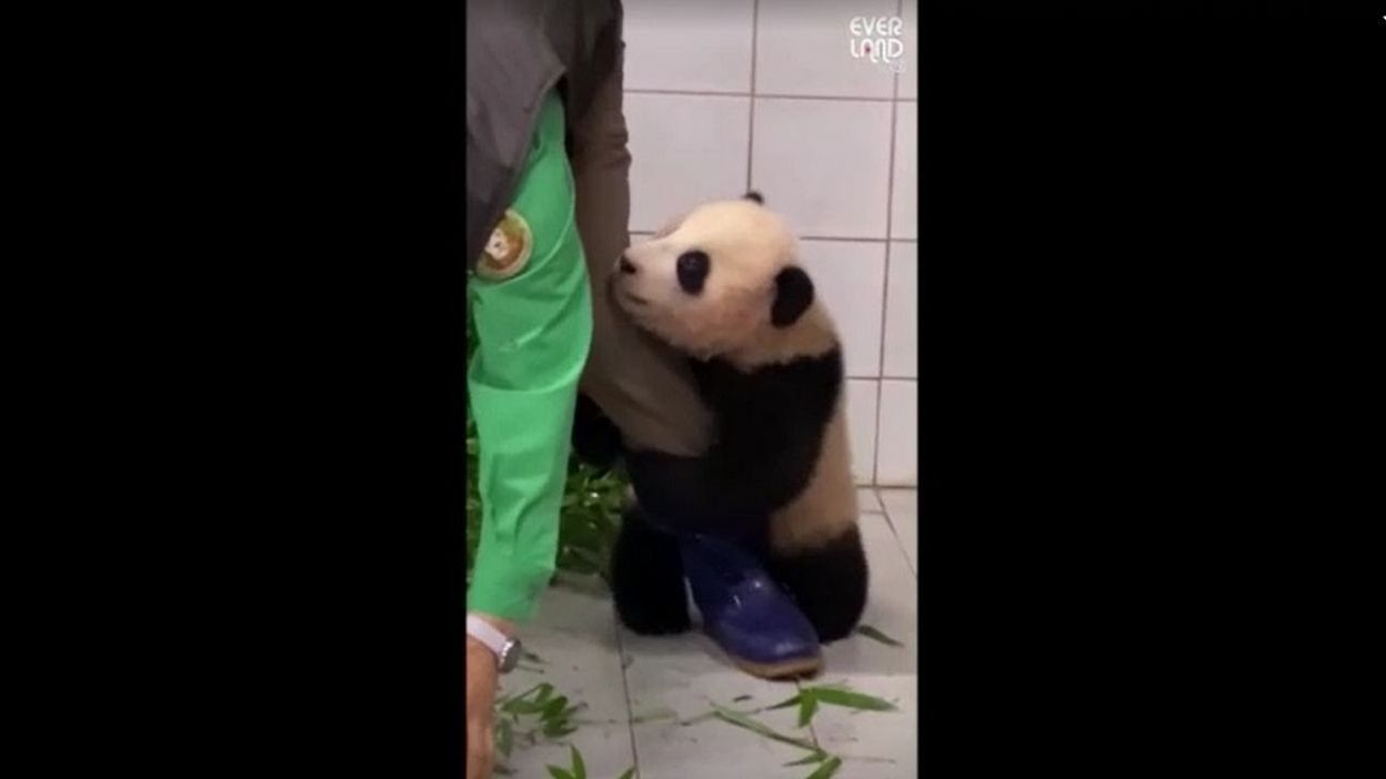 Une Video D Un Bebe Panda S Accrochant A La Jambe De Son Soigneur Devenue Virale