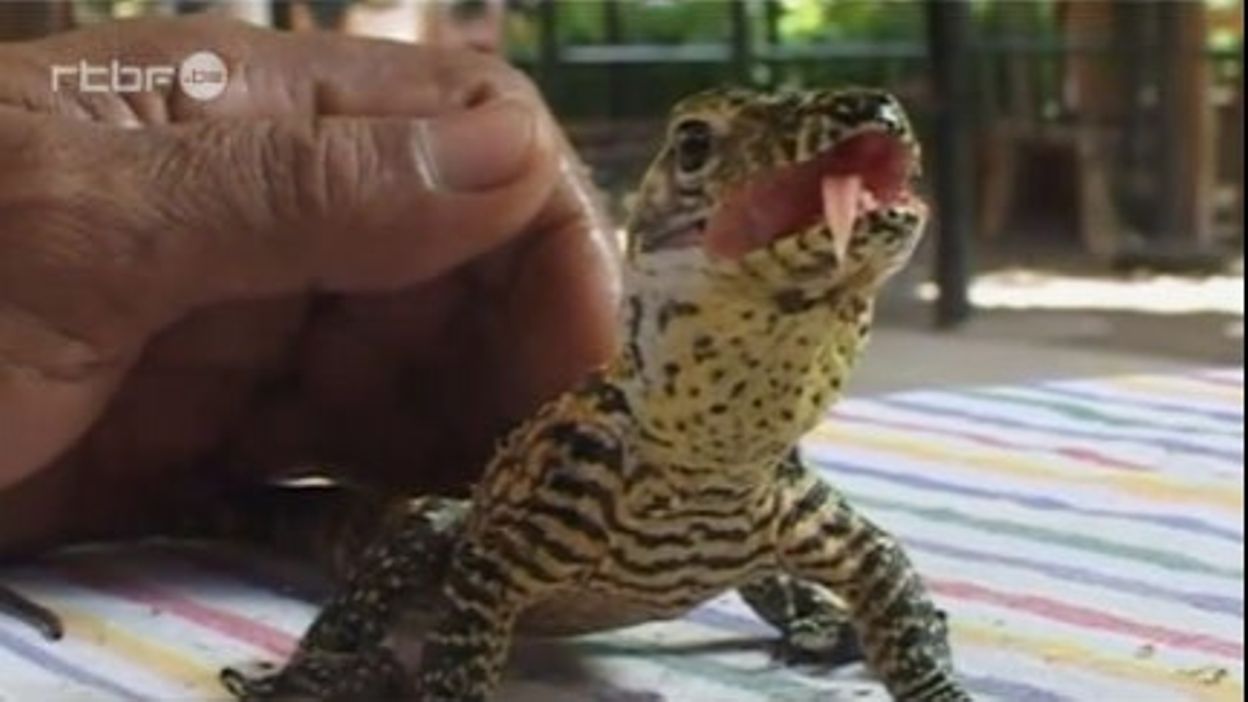 Indonesie Rares Naissances De Dragons De Komodo En Captivite Indonesie Rares Naissances De Dragons De Komodo En Captivite