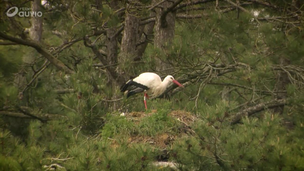 Le Parc Du Marquenterre En Baie De Somme Les Ambassadeurs En Hauts De France 13 27 28 04 2020