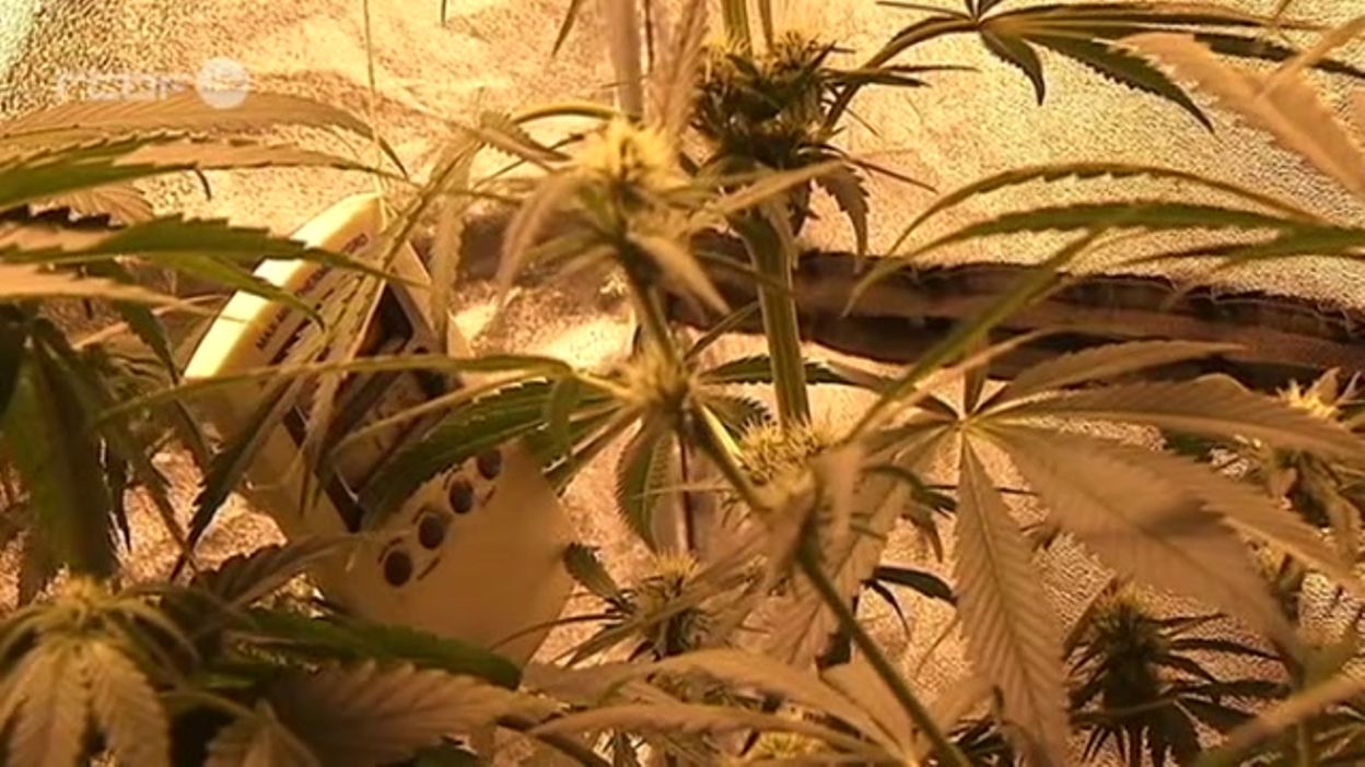 Un cannabis social club à Namur