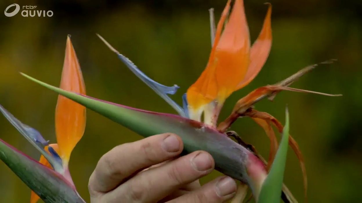 Comment Prendre Soin De L Oiseau Du Paradis