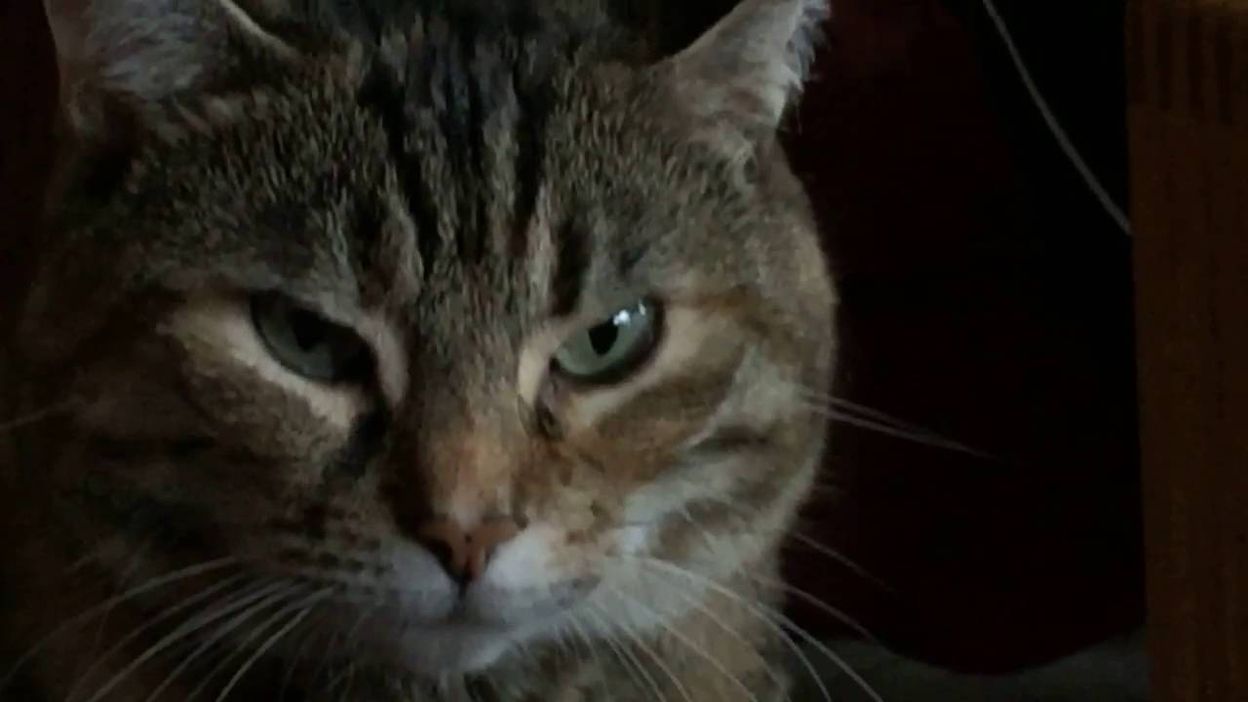 Voici Comment Creer Un Lien Particulier Avec Votre Chat Voici Comment Creer Un Lien Particulier Avec Votre Chat