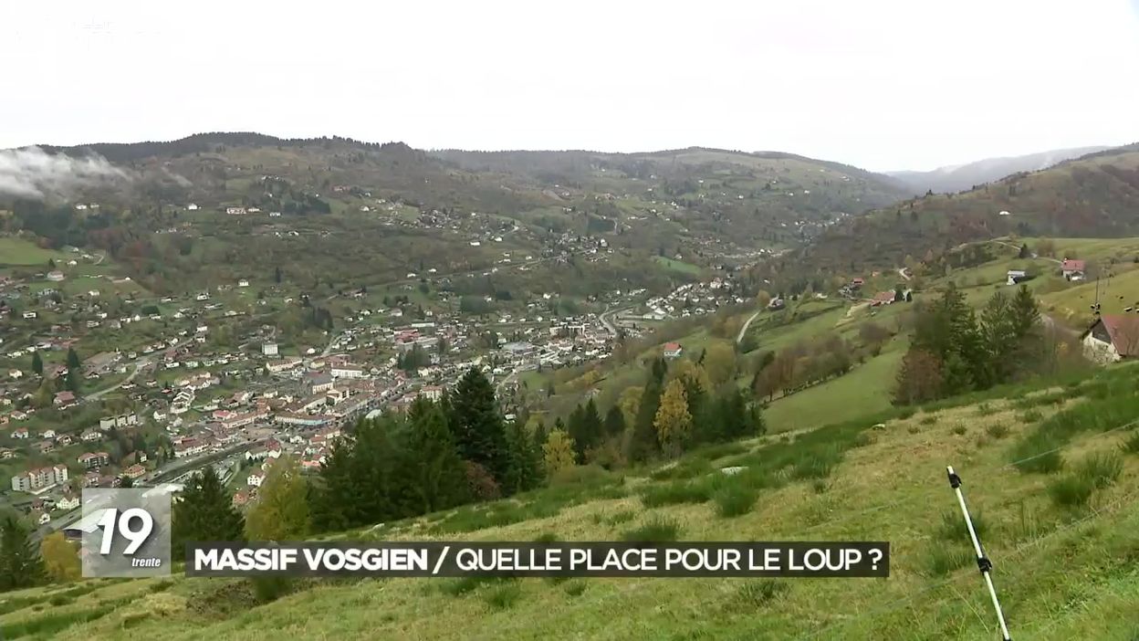 Massif Vosgien Quelle Place Pour Le Loup Jt 19h30 05112019