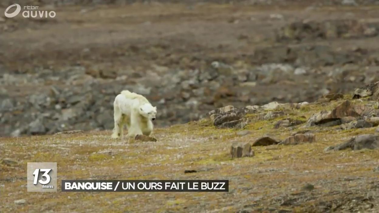 Frederic Cherche A Faire Le Buzz Sur Lours Polaire A Un ours affamé, symbole du réchauffement climatique - rtbf.be