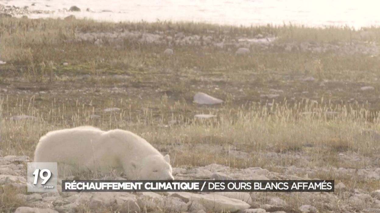 Autocollant Ours Polaire Attention Danger | Sticker Voiture, Moto, Mur, Signalisation Humour