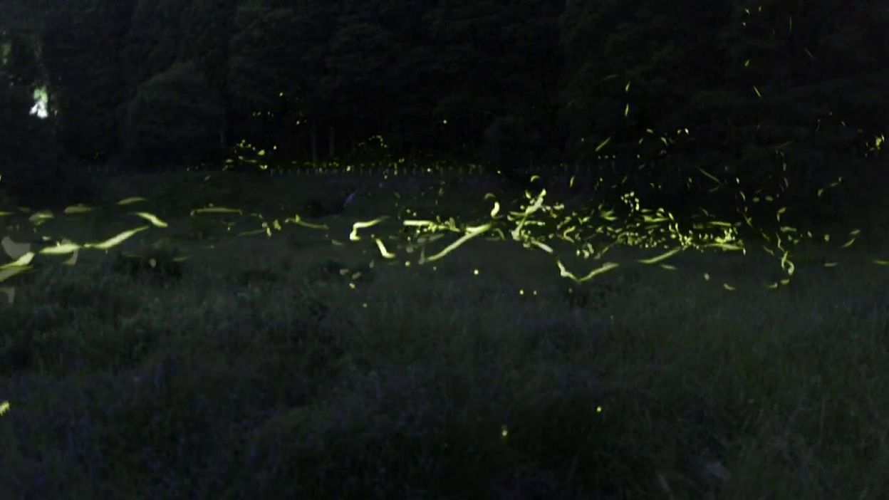 Japon : l’étonnant spectacle offert par des milliers de lucioles en train de danser