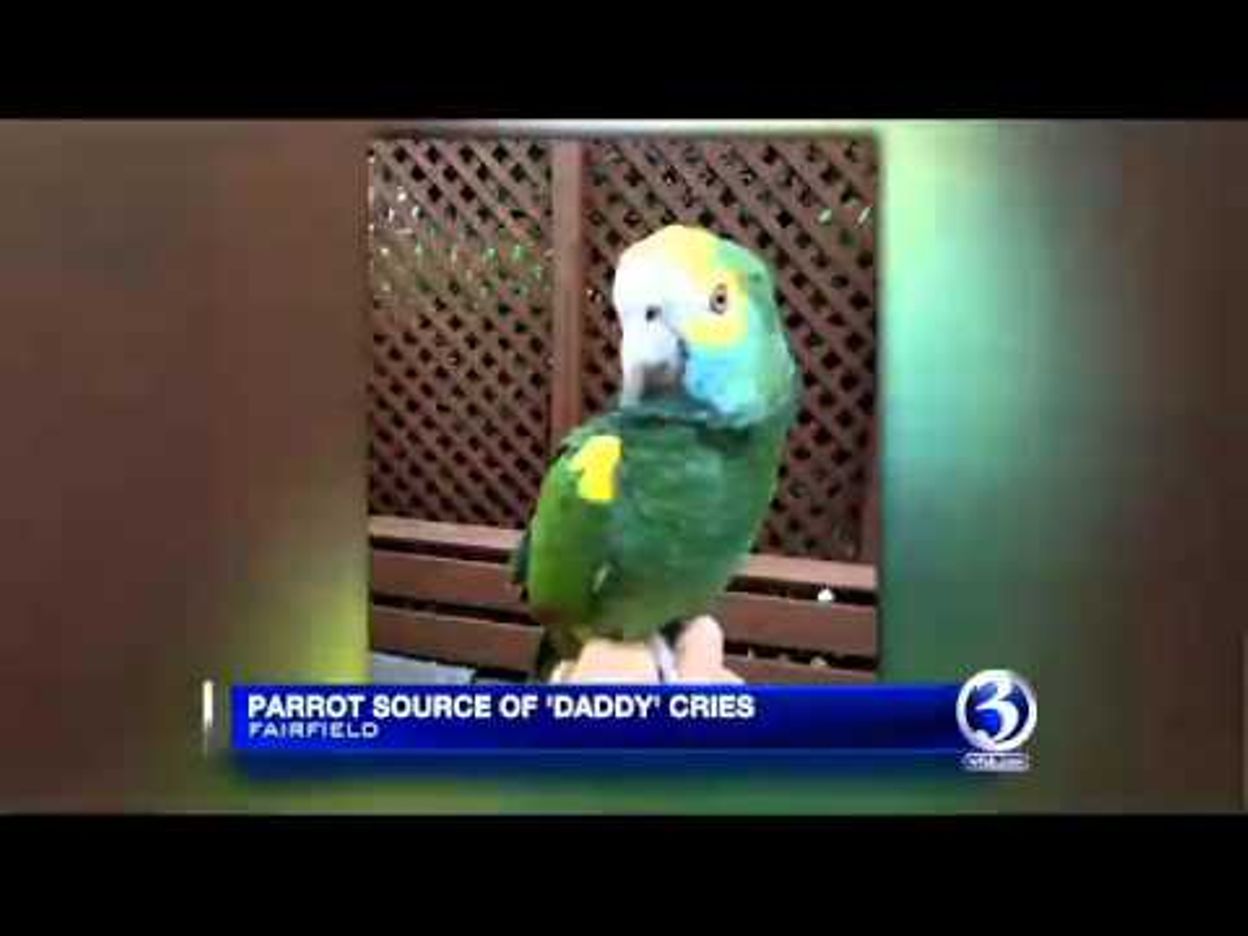 Scarica Gratis Images A Quel Point Un Perroquet Peut Il Imiter L Homme dernière par