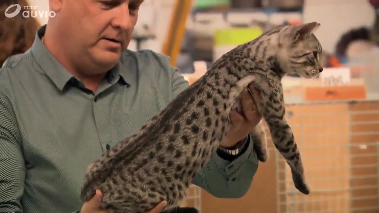 Un Chat De Race Ca Coute Combien Un Chat De Race Ca Coute Combien
