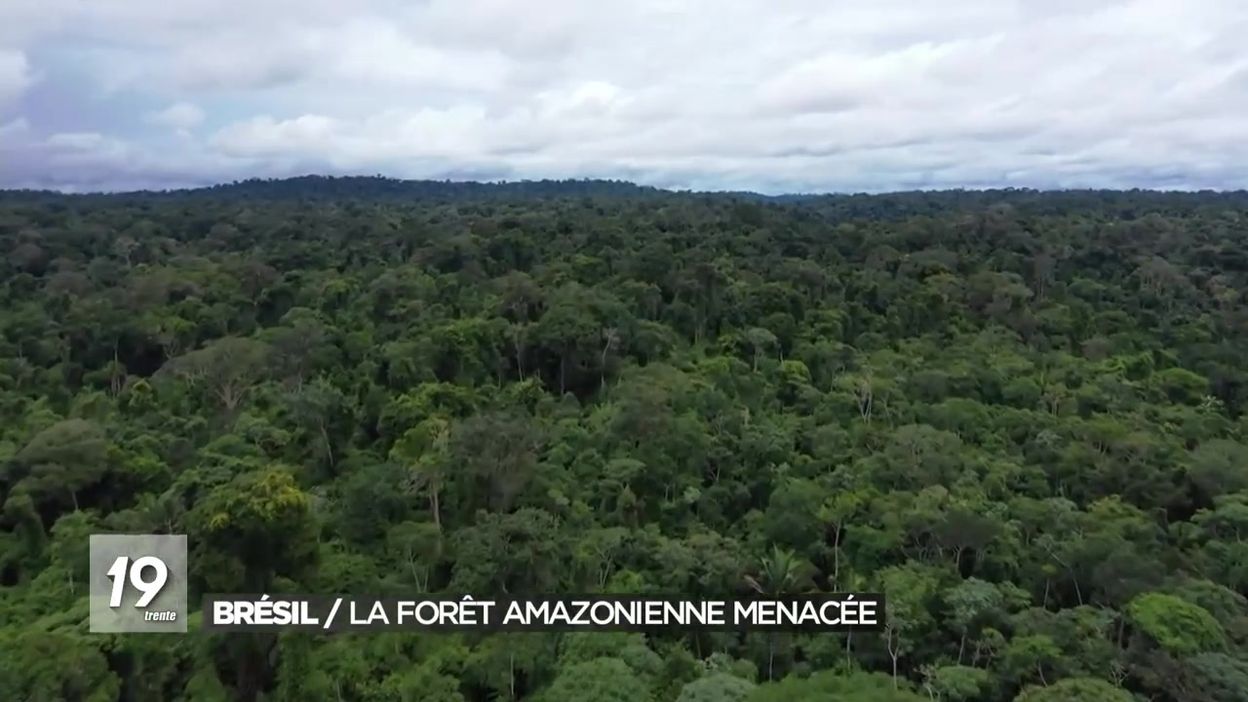 La Foret Amazonienne Poumon De La Planete 22 08 19 16 01