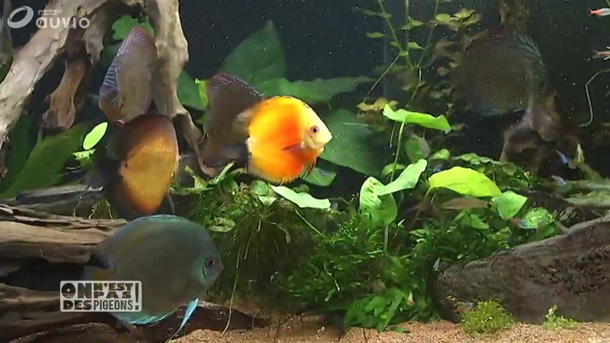 Combien De Poissons Rouges Dans Un Aquarium De 40 Litres Combien De Litre Deau Pour Un Poisson Rouge