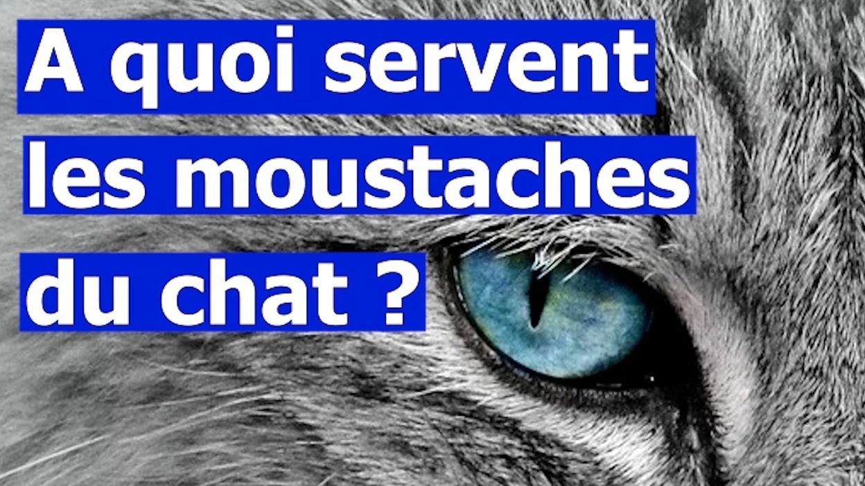 Pourquoi Les Chats Ont Des Moustaches