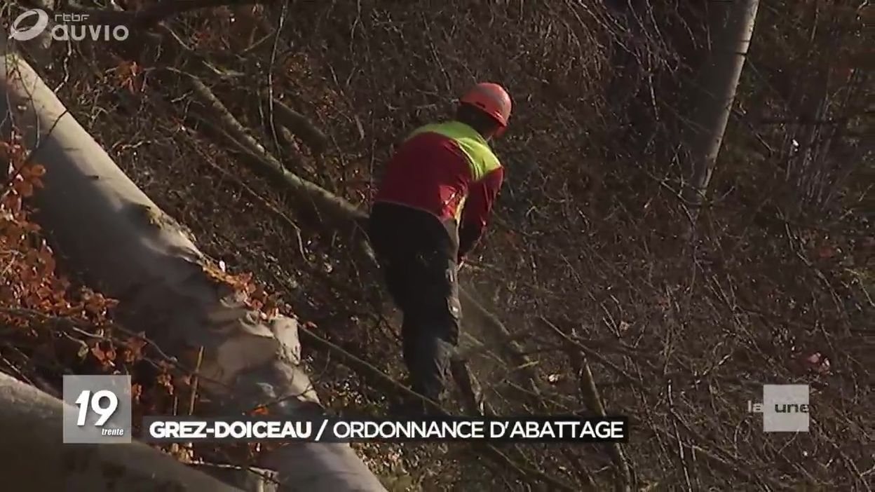 Bois De Grez Doiceau Abattage Darbres Pour Sécurité Jt 19h30 30012018