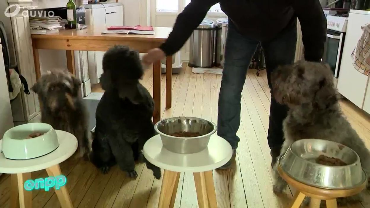 Pâtée Pour Chiens Ou Pour Chats Y A T Il Vraiment Une Différence Chiens On Nest Pas Des