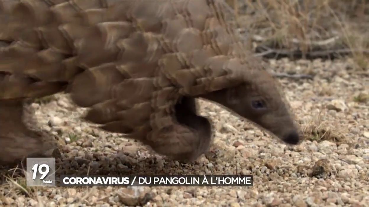 Coronavirus Le Pangolin Identifie Comme L Intermediaire Qui Aurait Transmis Le Virus A L Homme