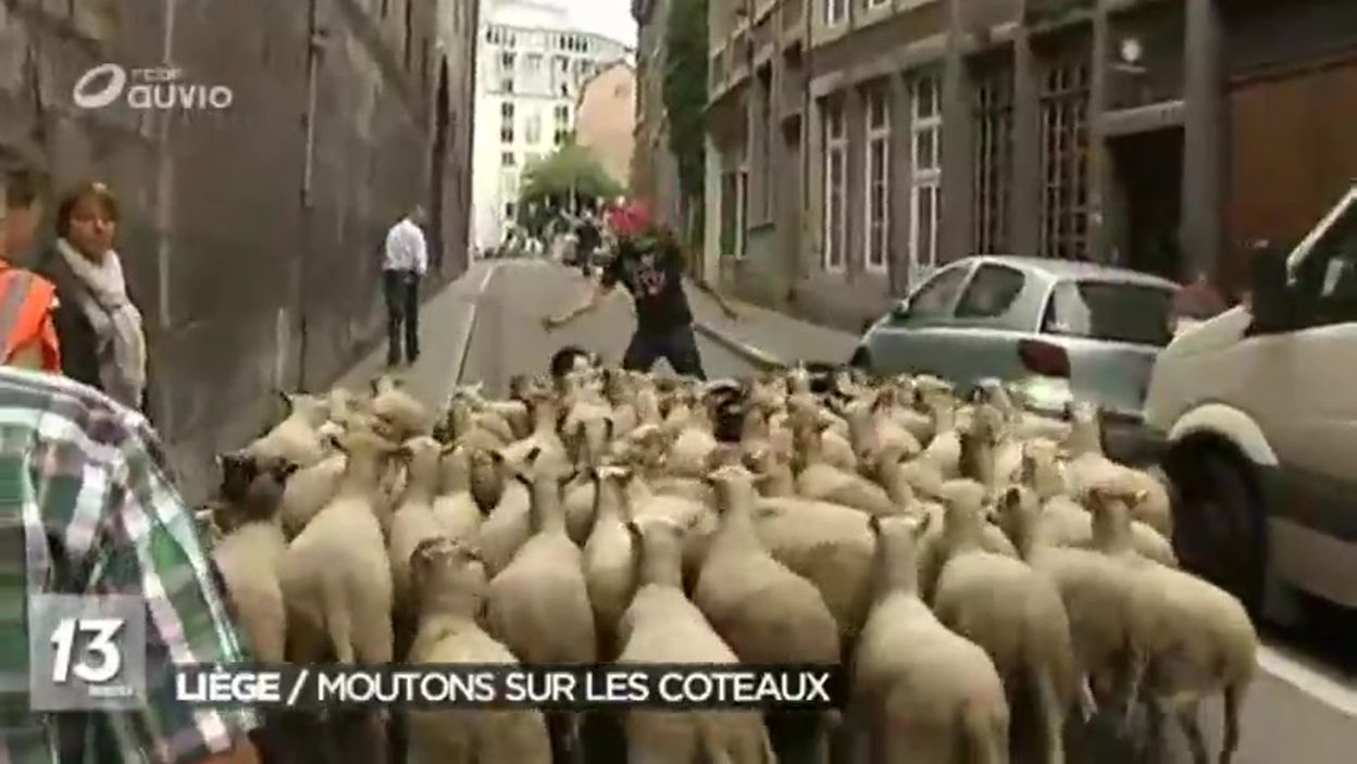 La transhumance des moutons vers les coteaux de la citadelle de Liège