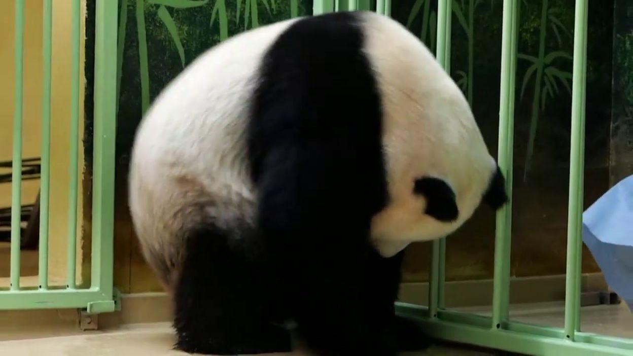 Naissance De Deux Bebes Pandas Au Zoo De Beauval En France