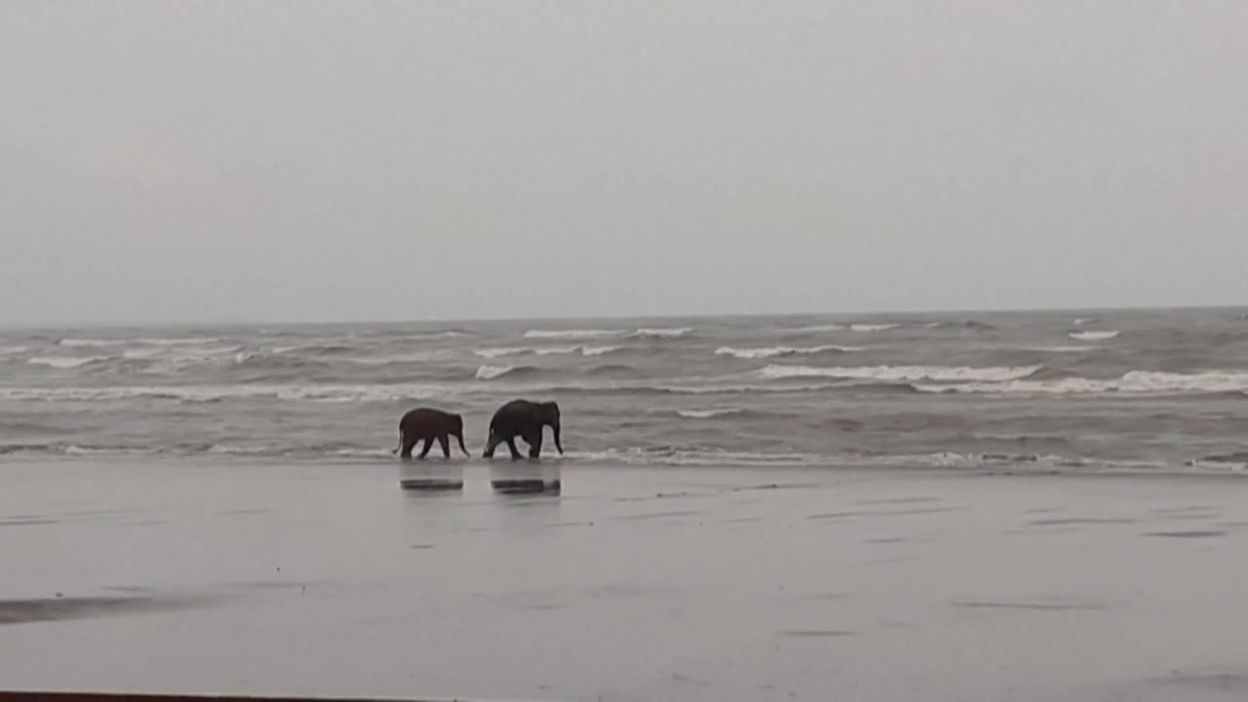 Bangladesh: des éléphants se promènent sur la plage