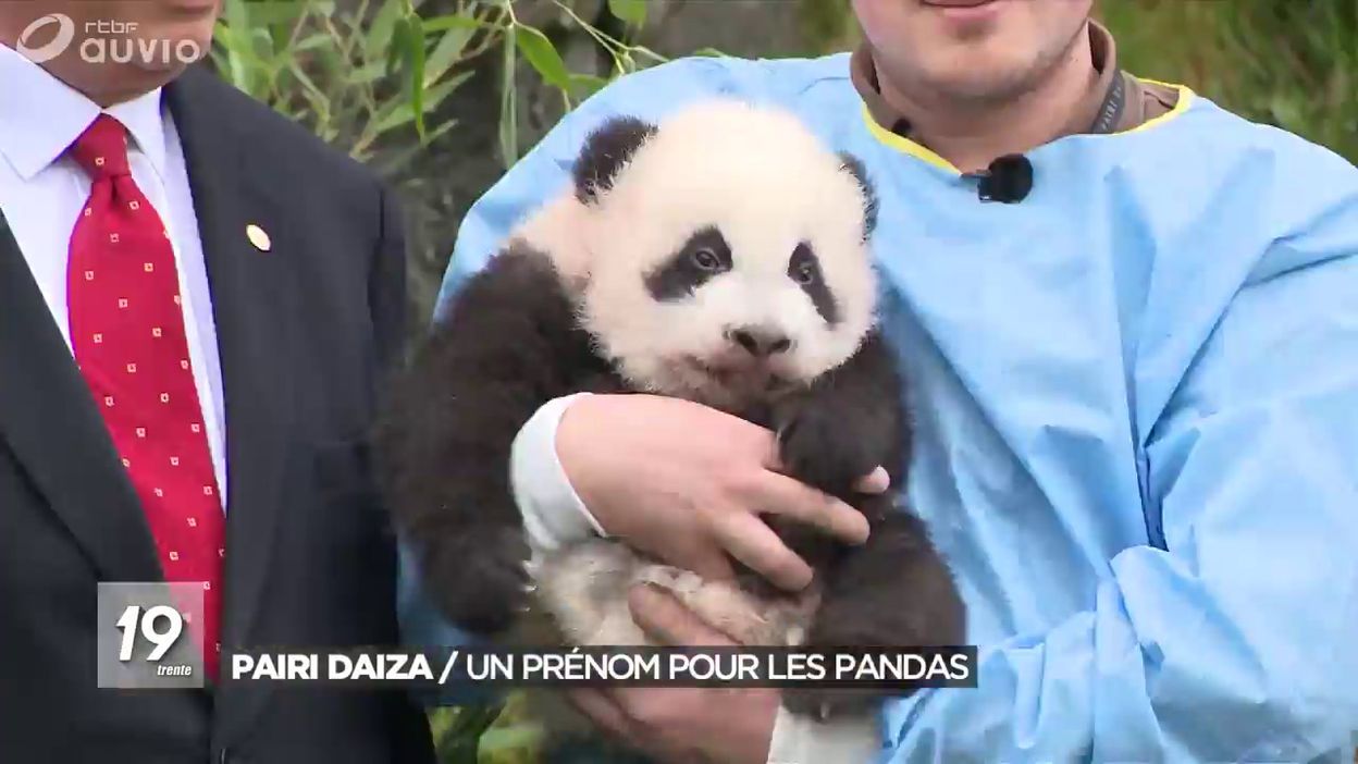 Les Nouveaux Bebes Pandas De Pairi Daiza Ont Enfin Leur Prenom