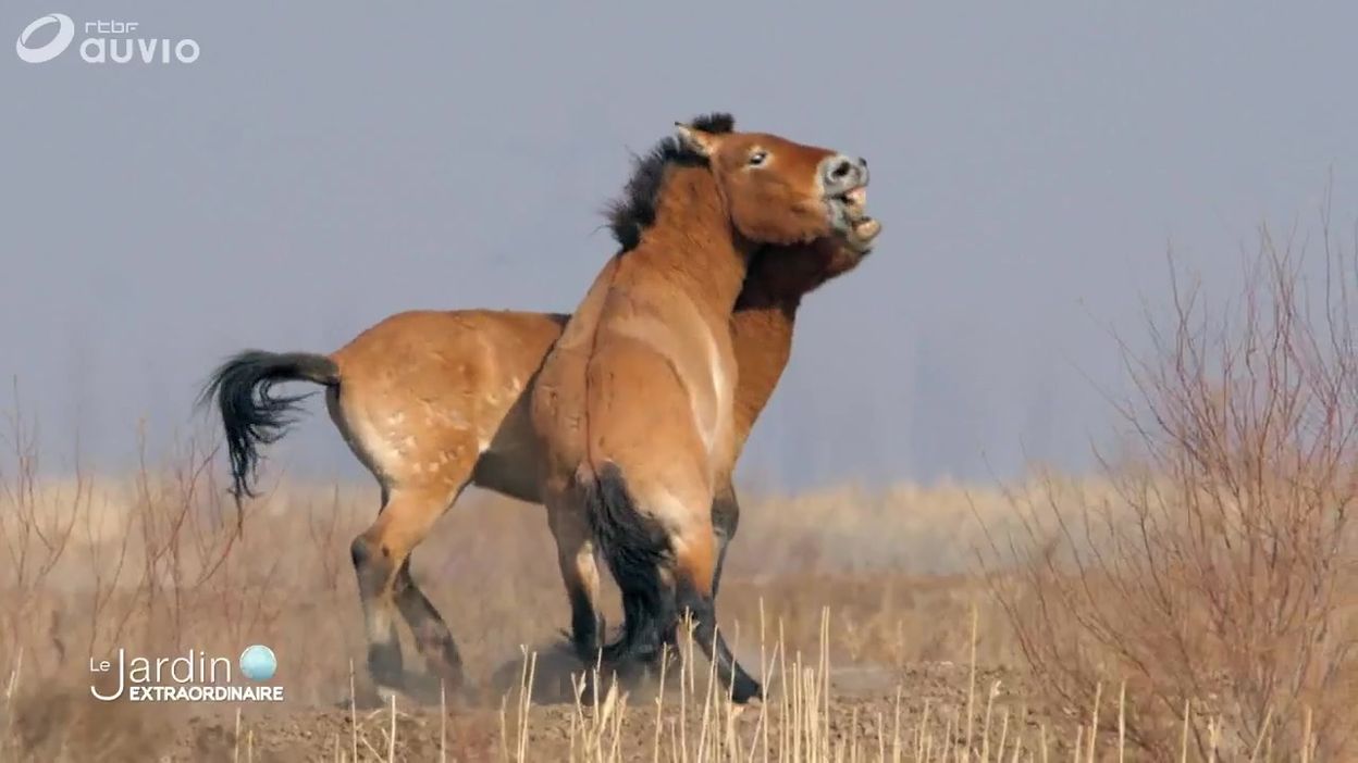 Une Belle Histoire De Reintroduction De Chevaux De Przewalski