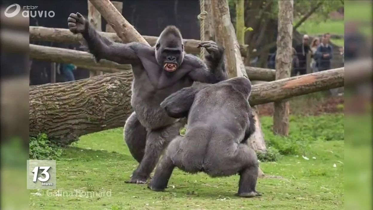 Pairi Daiza : combat de gorilles !