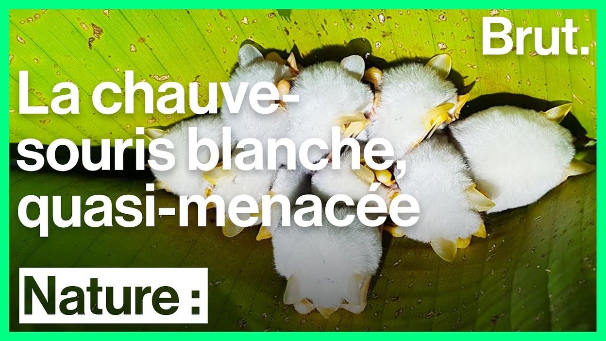Connue Pour Sa Petite Taille La Chauve Souris Blanche Est Menacee D Extinction