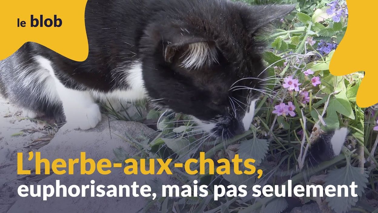 L Herbe A Chat Pourrait Vous Servir A Autre Chose Qu A Enerver Votre Chat