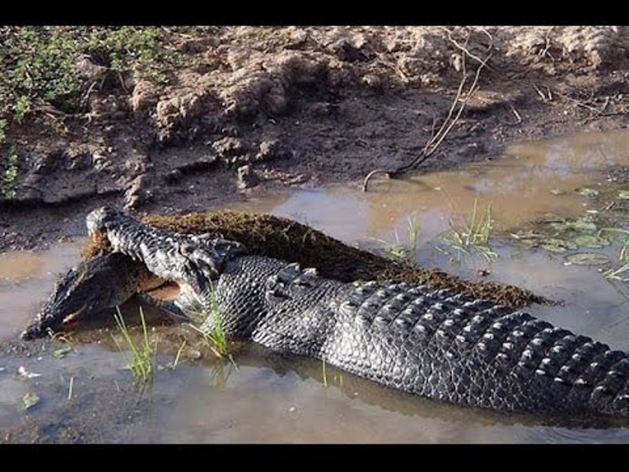 Shaman Eaten By Crocodile