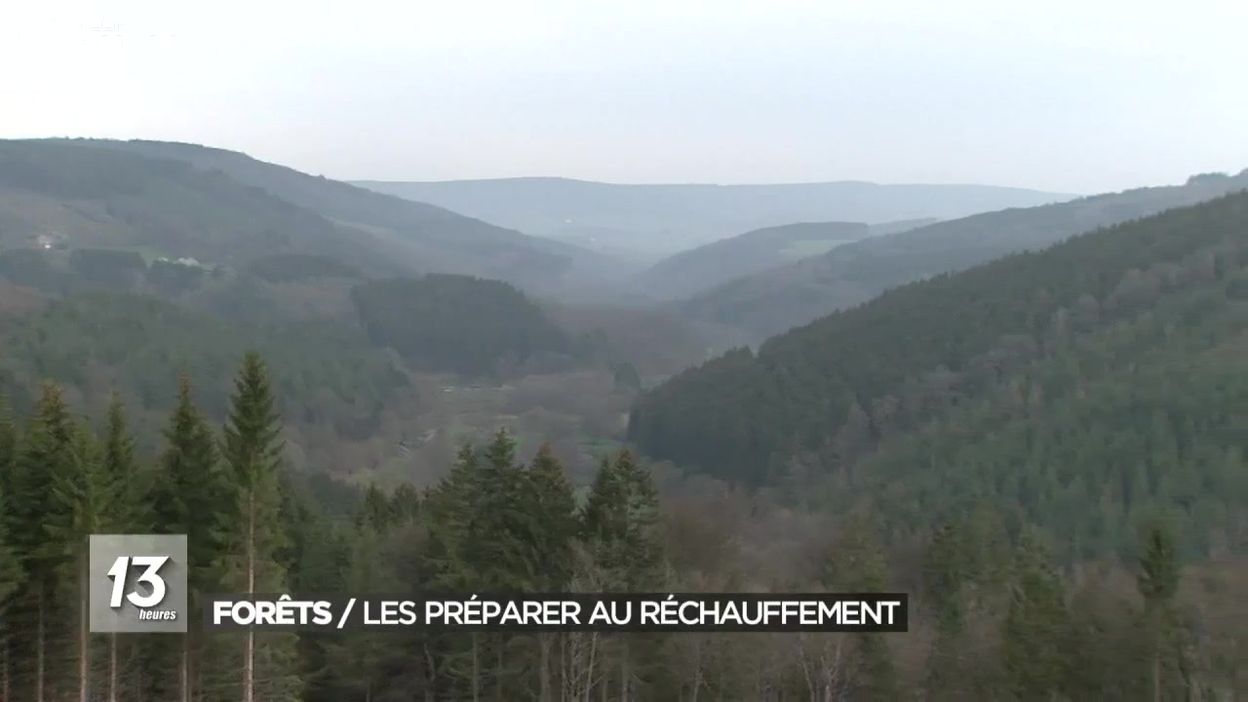 Forêts : planter des espèces résistantes au réchauffement climatique