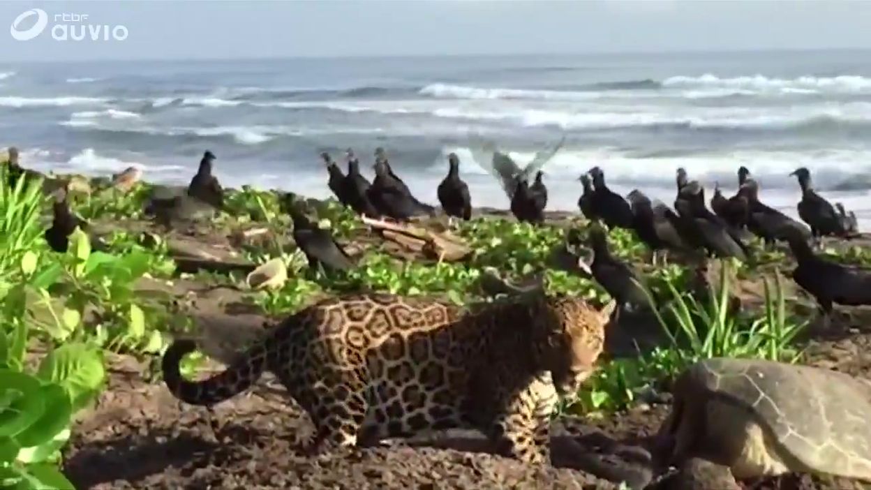 Jaguar Observé Sur Une Plage Du Costa Rica Parc National De