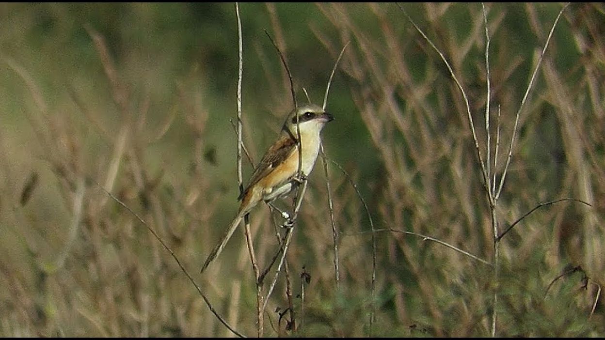 New For Belgium Long Tailed Shrike Lanius Schach Knokke Belgium 15 10 2017 17102017