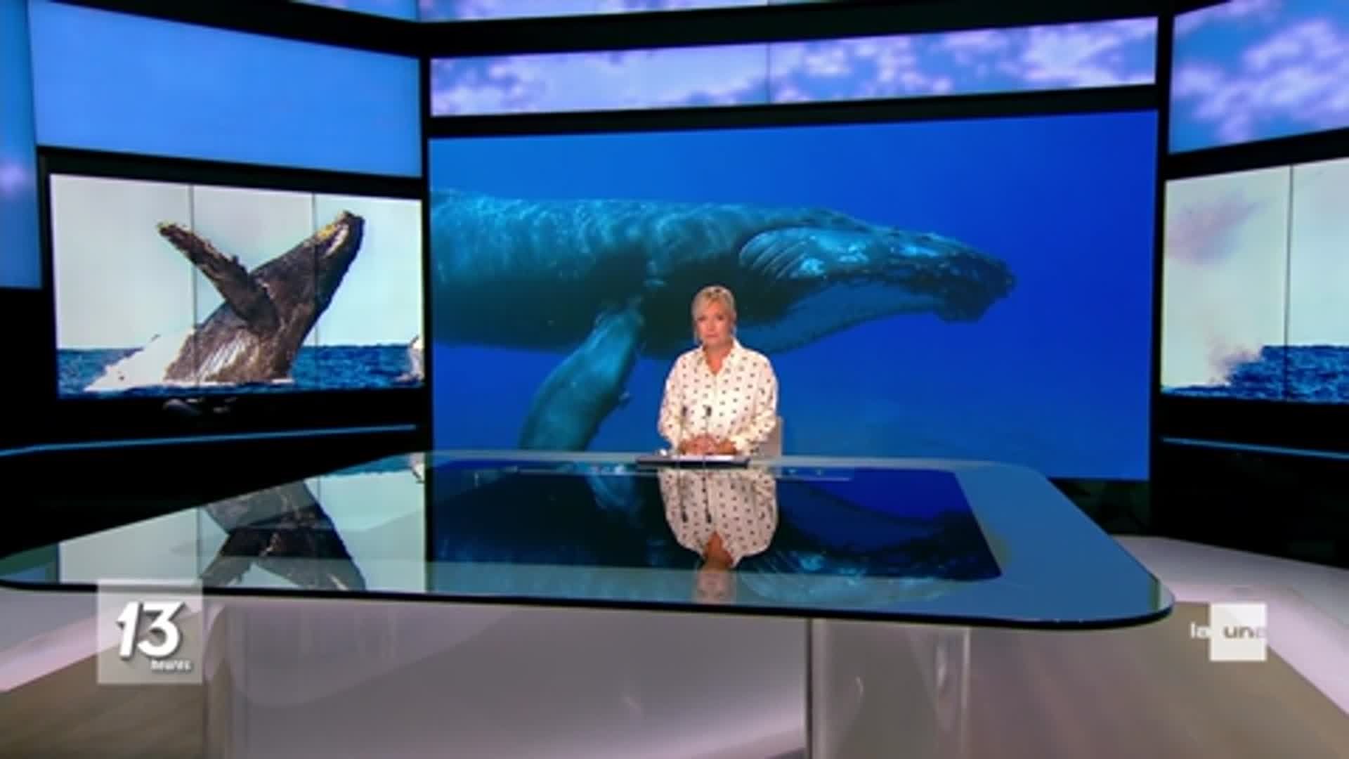 La reproduction des baleines Auvio