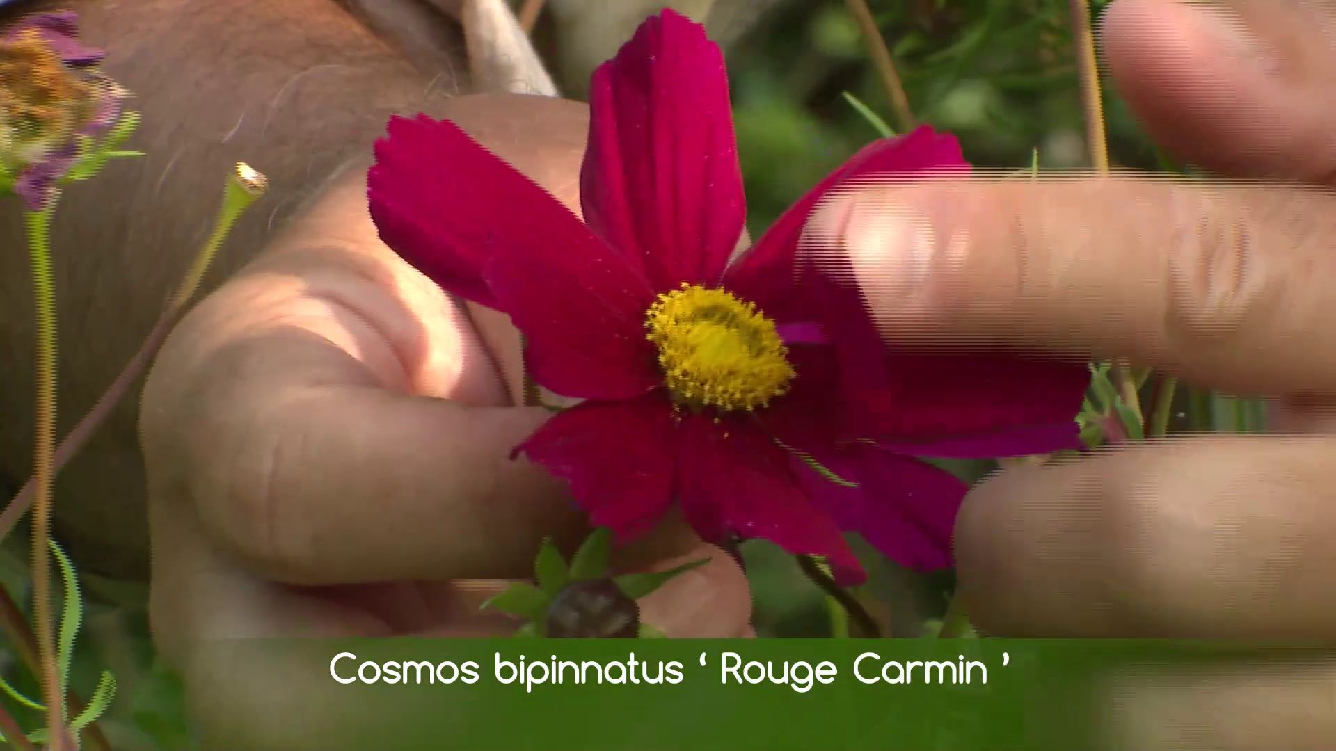 Le Cosmos bipinnatus 'Rouge Carmin' flambloie au jardin - rtbf.be