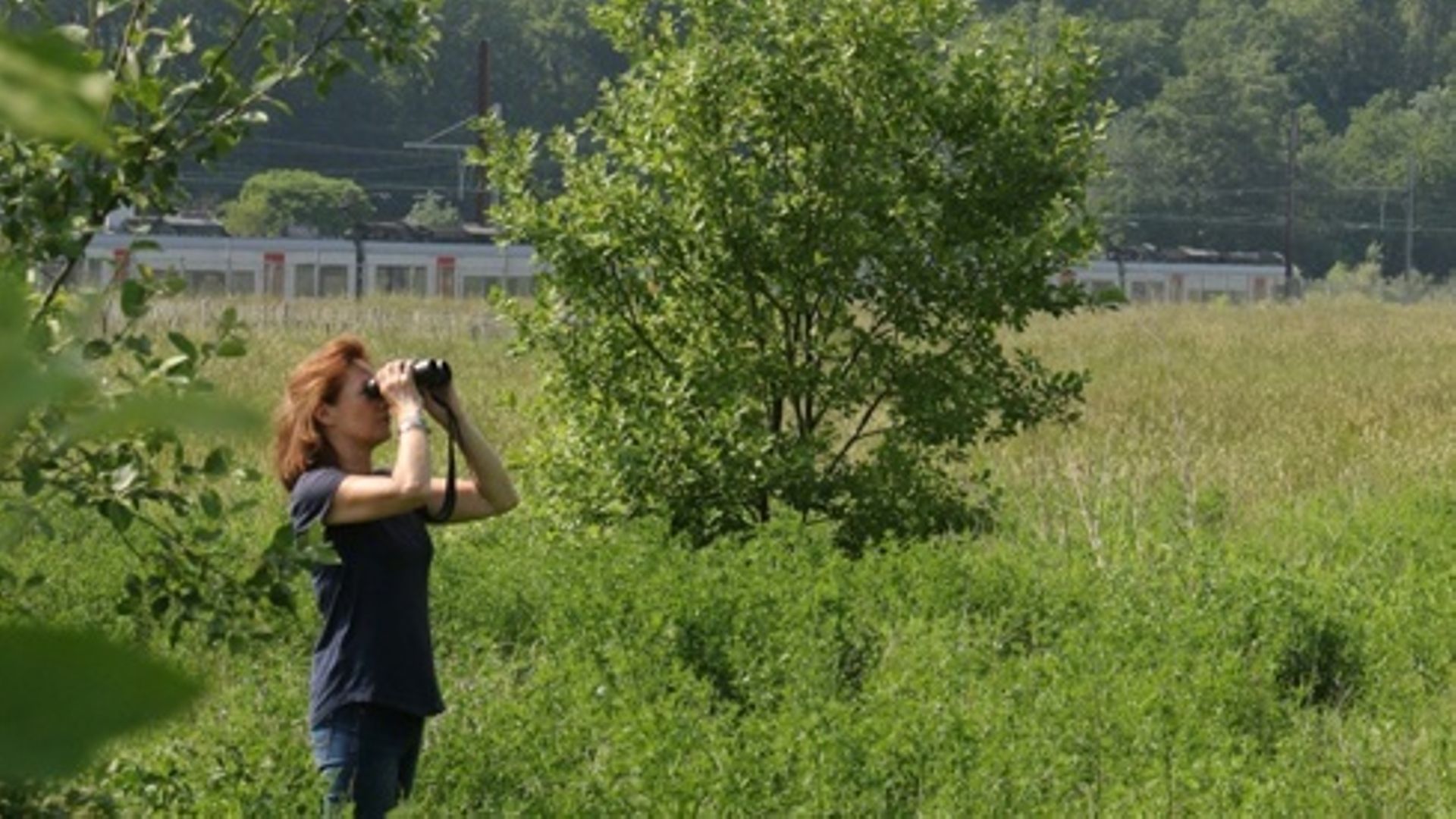 Carnet nature : tout savoir sur les plumes des oiseaux 