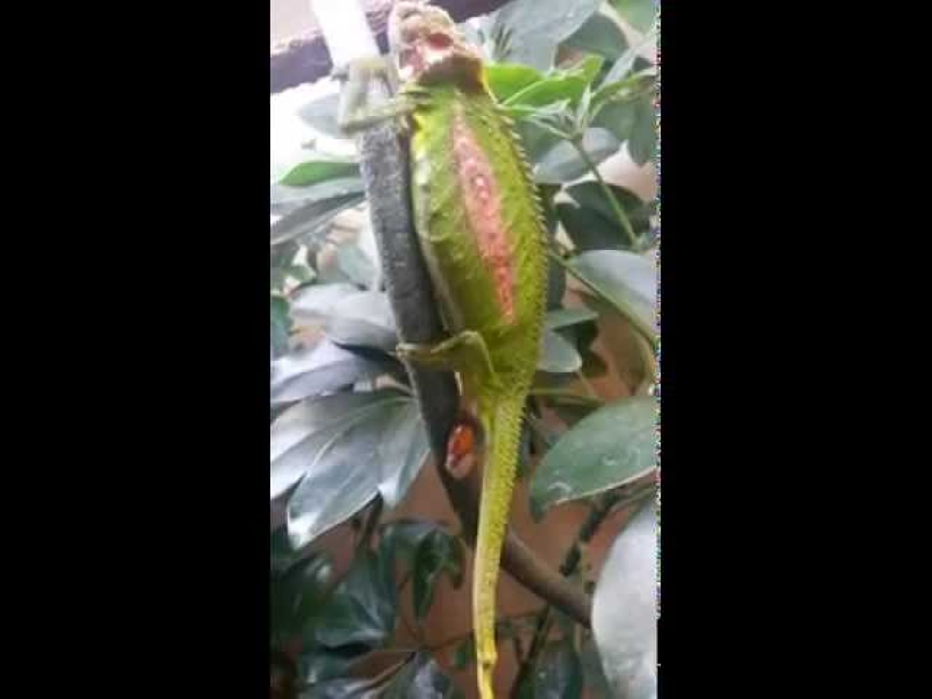 Comment Sappelle La Femelle Du Cameleon Naissance et 'éclosion' d'un caméléon dans son vivarium - rtbf.be