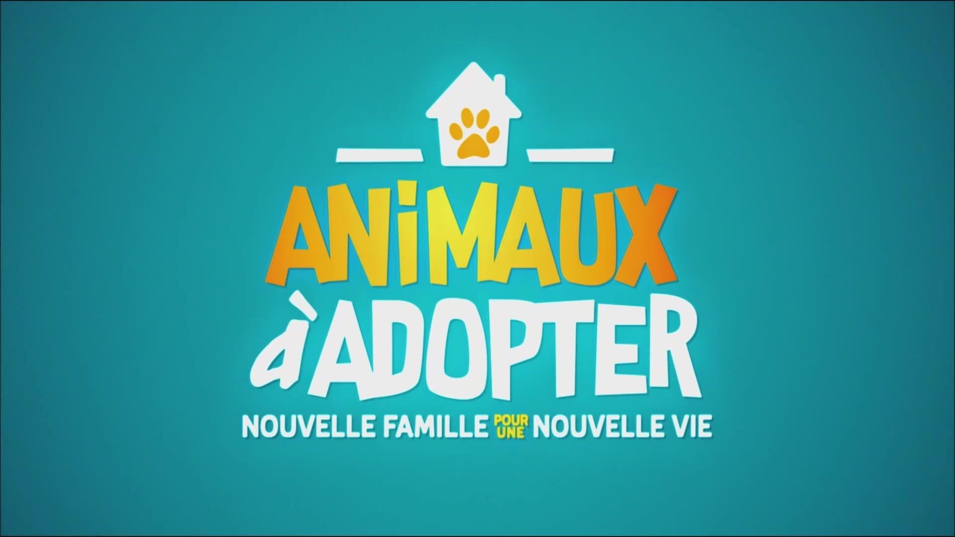 Animaux à adopter