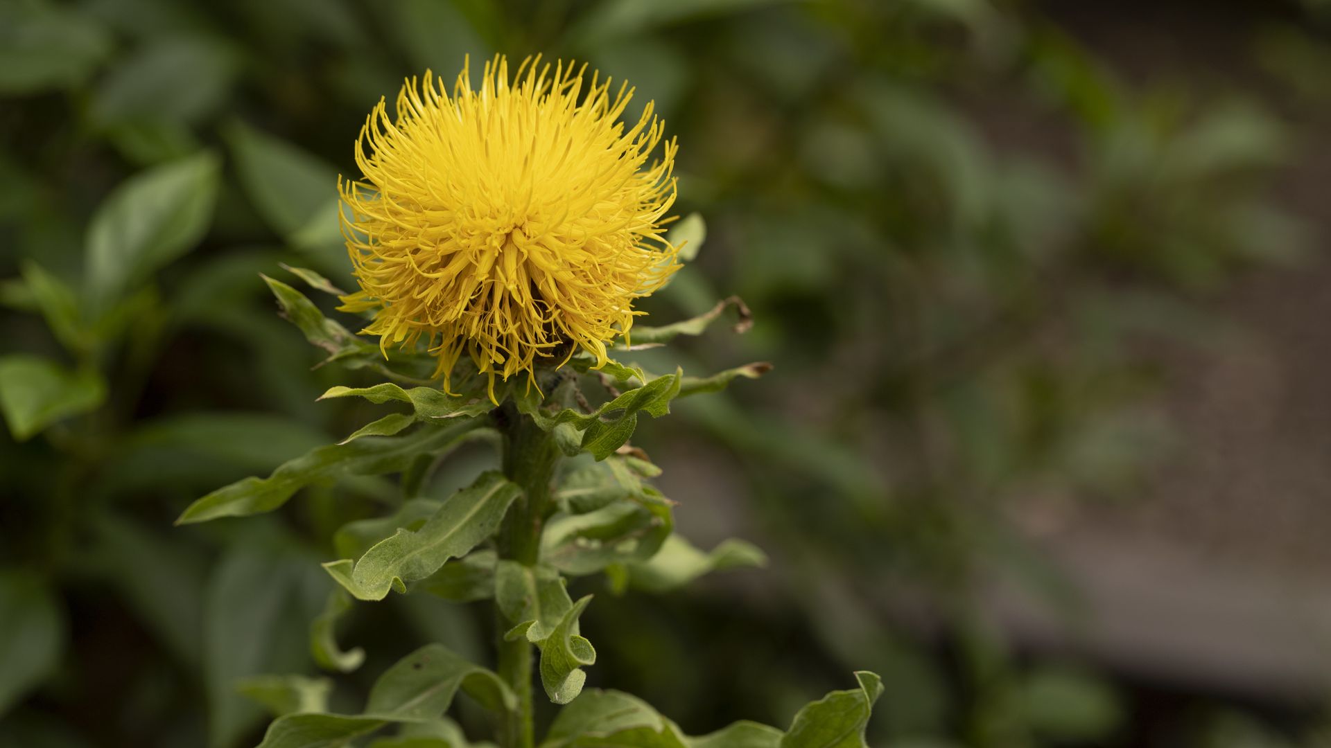 La centaurée à grosse tête aux allures de pissenlit géant Un gros
