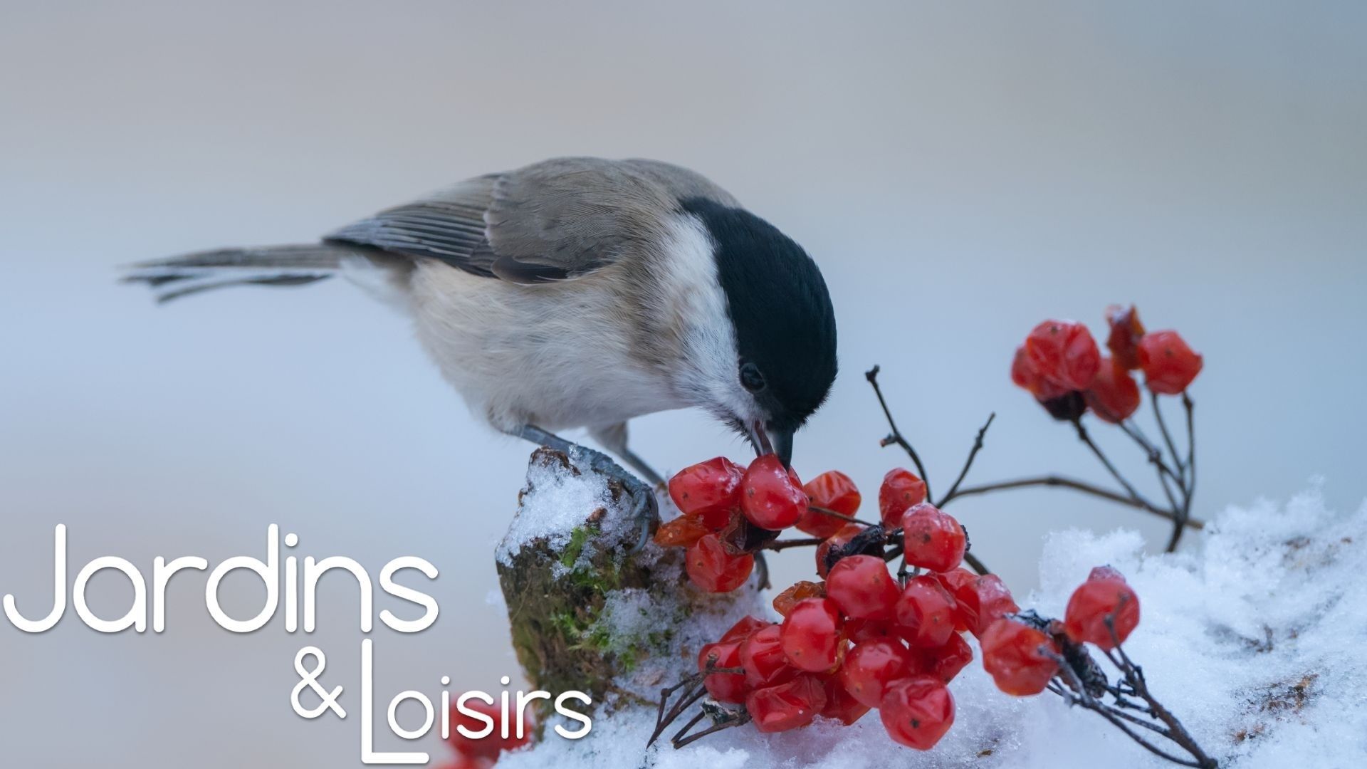 Comment prendre soin de ses oiseaux en hiver ?