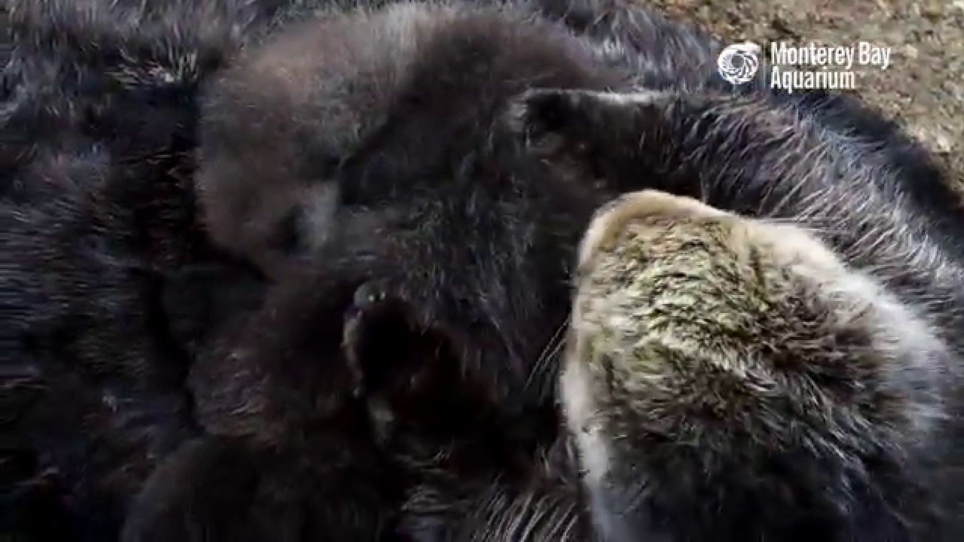 Une Maman Loutre Caline Son Bebe Dans Un Parc En Californie Rtbf Be